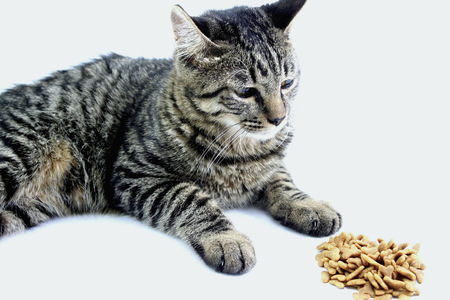 Cat foodの写真素材