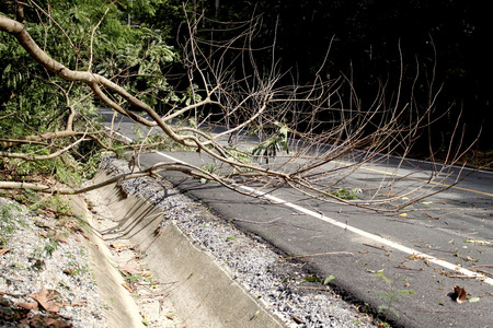 Fallen trees blocked roads