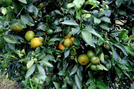 orangeの写真素材