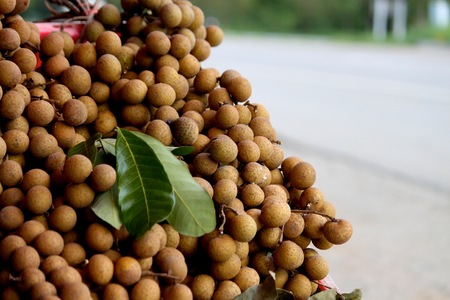 longan