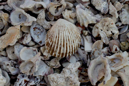 Shell