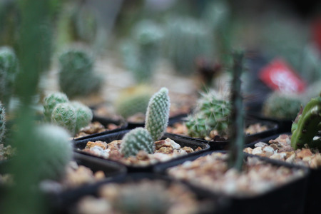 Cactusの写真素材