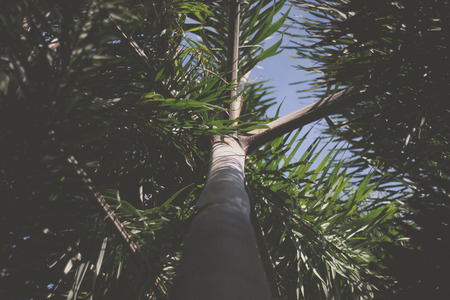 Plam leaves