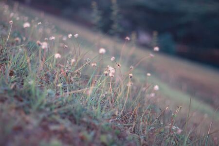 Background tiny flower evening.の写真素材