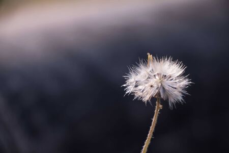 Background flower evening.の写真素材