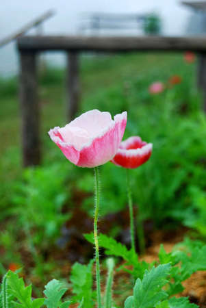 Flowerの写真素材