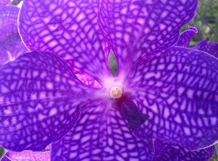 Orchid
