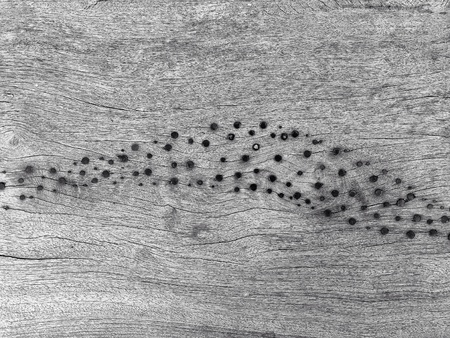 Background with weathered floor of knotted woodの素材