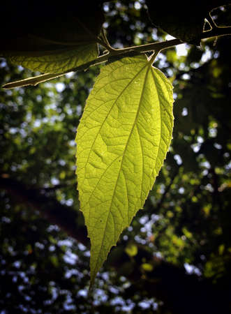 green leaf texture