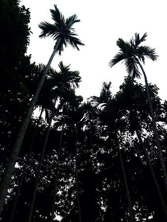 silhouette of trees