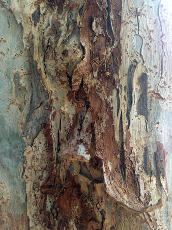 bark of tree texture