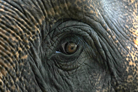 Eye of an elephant の写真素材