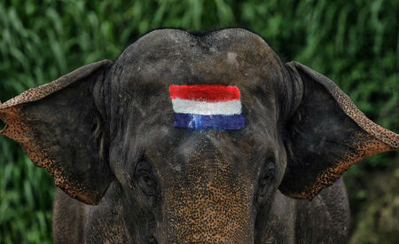 Elephant soccer to promote FIFA World Cup 2014のeditorial素材