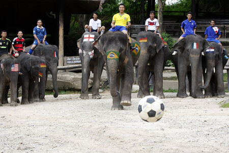 Elephant soccer to promote FIFA World Cup 2014のeditorial素材