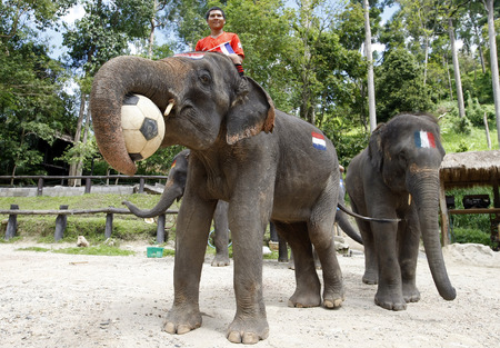 Elephant soccer to promote FIFA World Cup 2014のeditorial素材