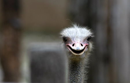 Ostrich head closeupの写真素材