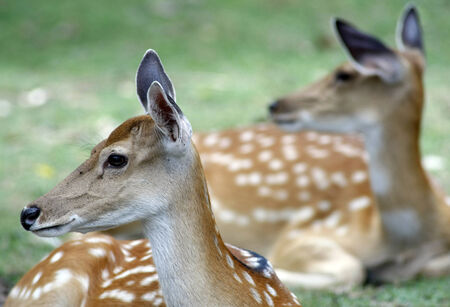 Roe deersの写真素材