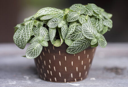 Trees with potの写真素材