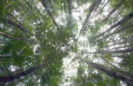 Upward view of Trees