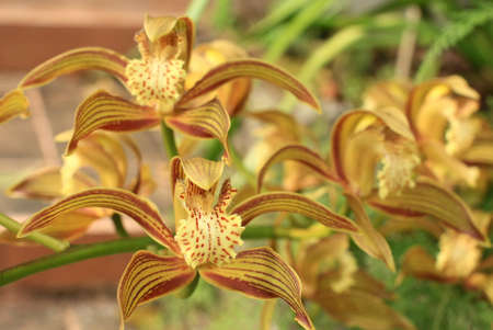 a bunch of yellow orchidの写真素材