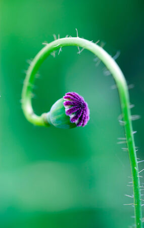 Opium poppy in the fieldの写真素材