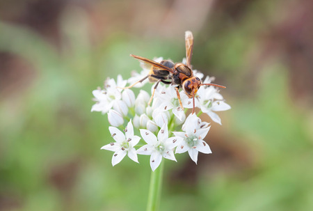 The wasp of the white flower