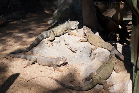 Iguana (Iguana iguana)の写真素材
