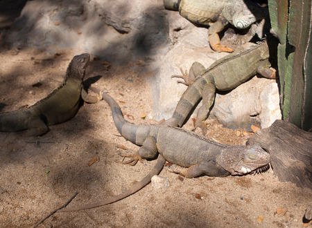 Iguana (Iguana iguana)の写真素材
