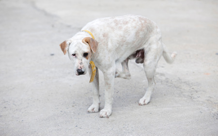 A dog standing still in road sideの写真素材