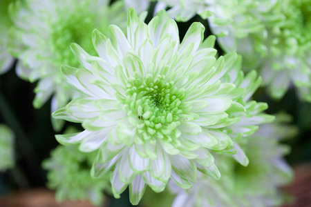 lime green chrysanthemums backgroundの写真素材