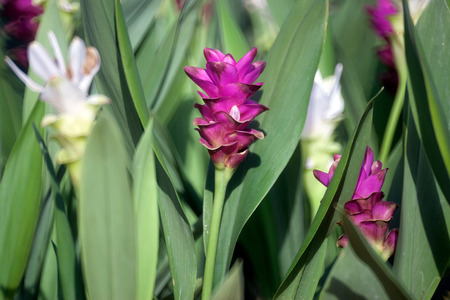 Curcuma alismatifolia, Siam tulip or summer tulip in the garden