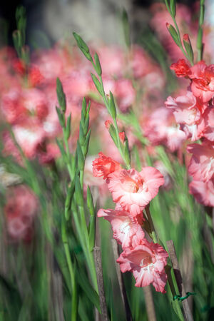 Gladiolus flower in the gardenの写真素材