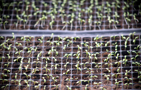 Plant of Green and oak on farmの写真素材