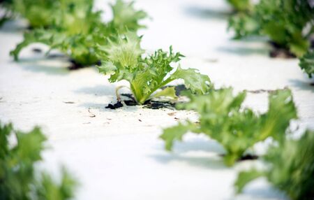 Plant of Green and oak on farmの写真素材