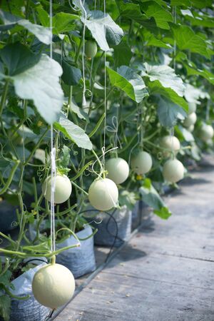 Cantaloupe melons growing in a greenhouse supported by string melon netsの写真素材