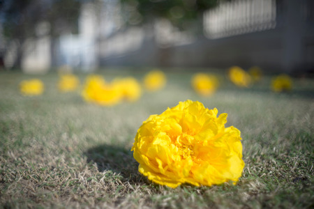Yellow cotton tree flower, Cochlospermum regium, Family Bixaceae, Central of Thailandの写真素材