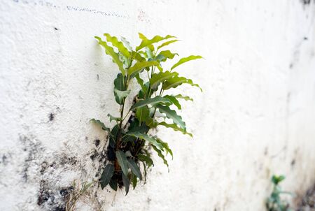 Tree grows in garden wall symbolizes struggle and restartの写真素材
