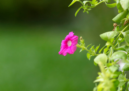 Petunias in hanging pots. Petunia hybrida Vilm.の写真素材