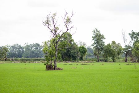 tree in the fieldの写真素材