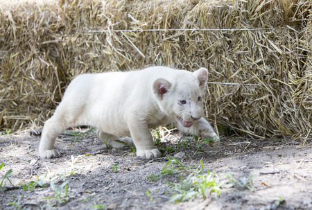 A Pride of White Lion Cubsの写真素材