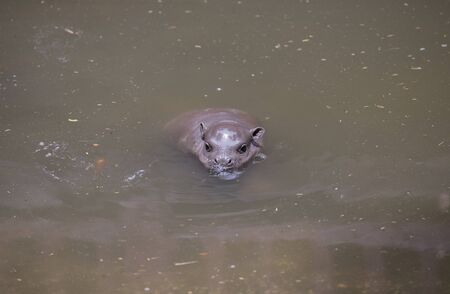 Baby Pygmy hippopotamusの写真素材