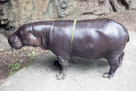 Pygmy Hippo or Pygmy hippopotamusの写真素材