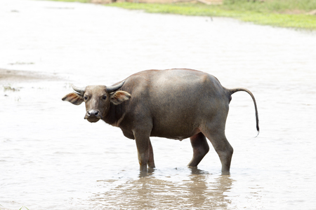 water buffalo or domestic Asian water buffalo (Bubalus bubalis),Lampang,Thailandの写真素材