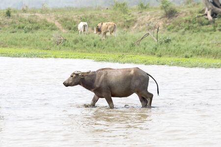 water buffalo or domestic Asian water buffalo (Bubalus bubalis),Lampang,Thailandの写真素材