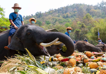 CHIANG MAI, THAILAND - MARCH 13 2022: Elephants enjoy various kinds of fruits and plants during an all-you-can-eat elephant buffet to mark the National Elephant Day at Maetaeng Elephant Park.のeditorial素材