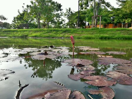 Lotus leaves の素材