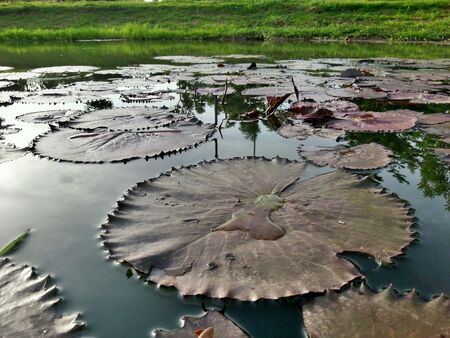 Lotus leaves in leakの素材