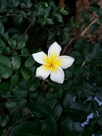 Flowersの素材