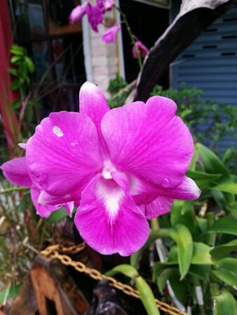 Flowersの素材