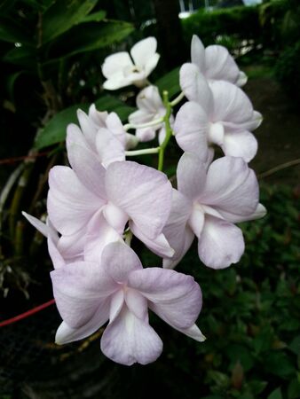 Flowersの素材